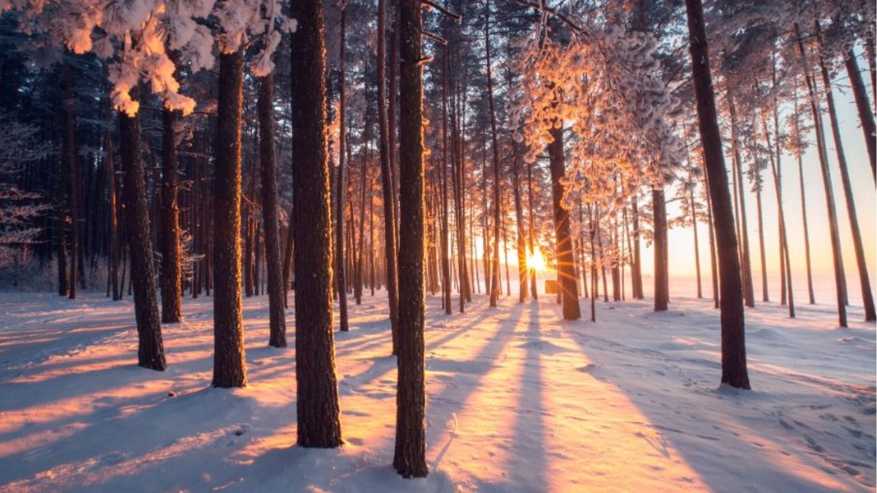 winter forest with snow and bright sunset an inspiration for february as point for midlife women to focus on their own growth