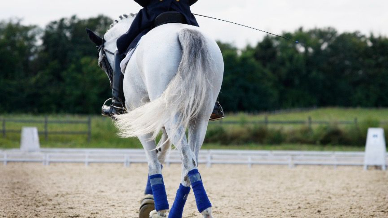 Female rider guiding a grey dressage horse forward in an arena, symbolising direction, discipline and leadership.