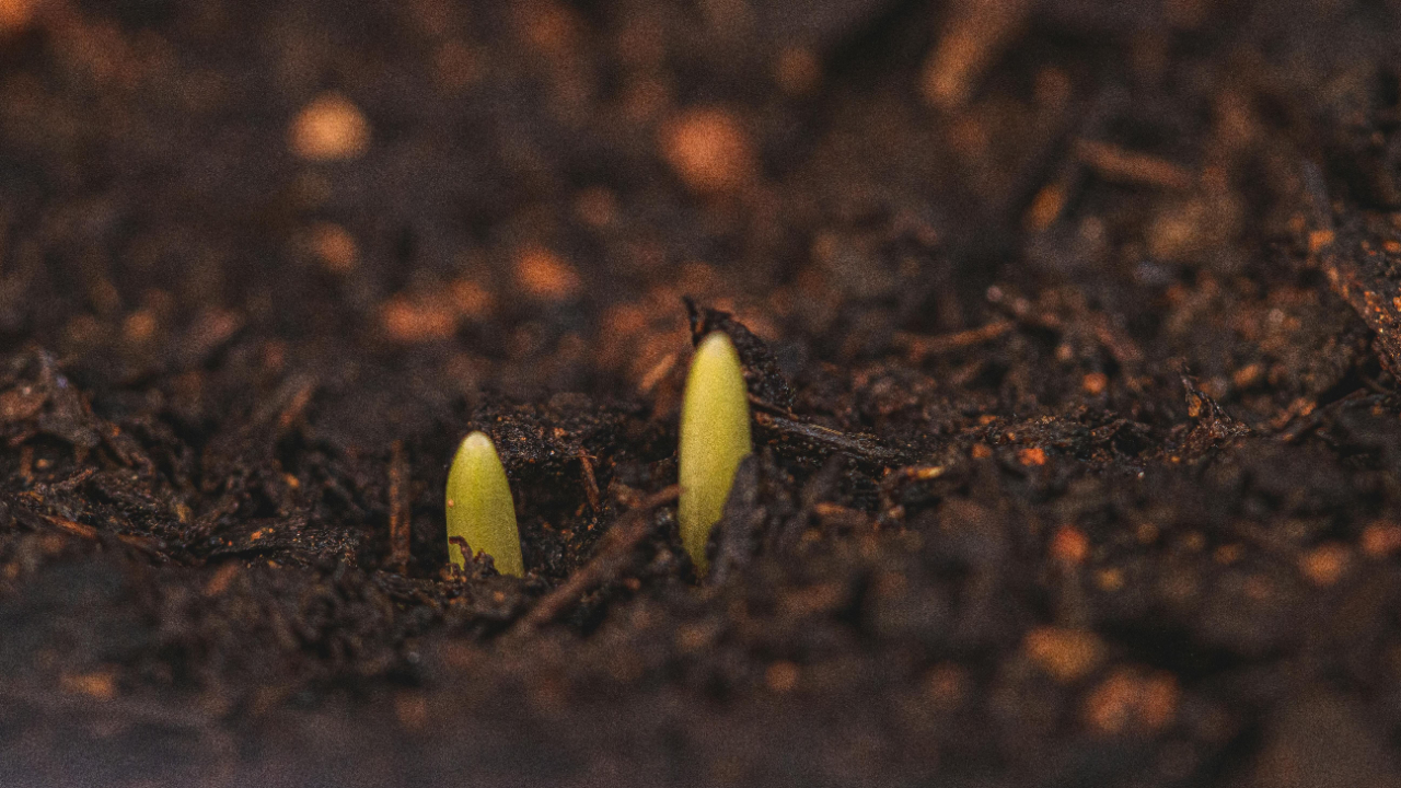Growth like a small seed sprouting