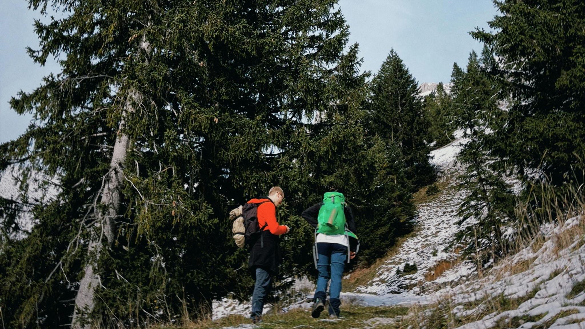 Two hikers walking uphill on a forest path, symbolising steady career progress.
