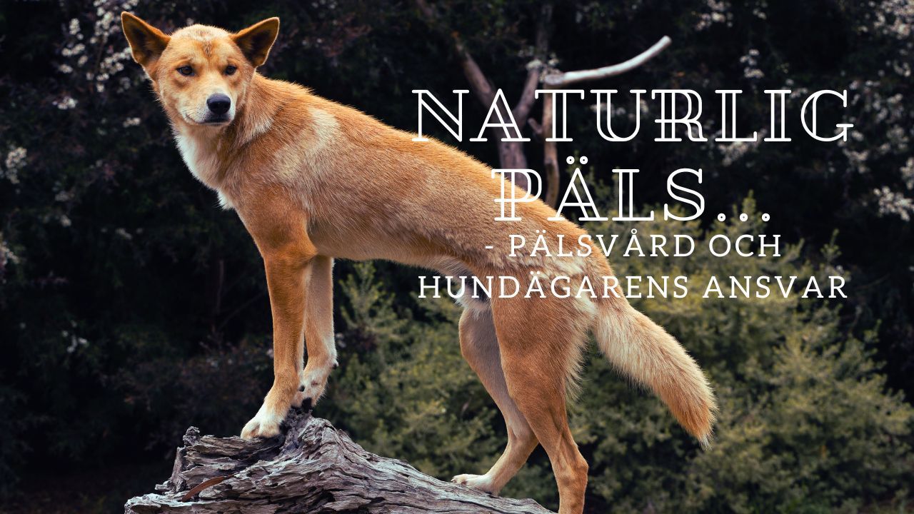 Hund med lång päls som behöver vård – exempel på varför moderna hundar inte har “naturlig” päls.