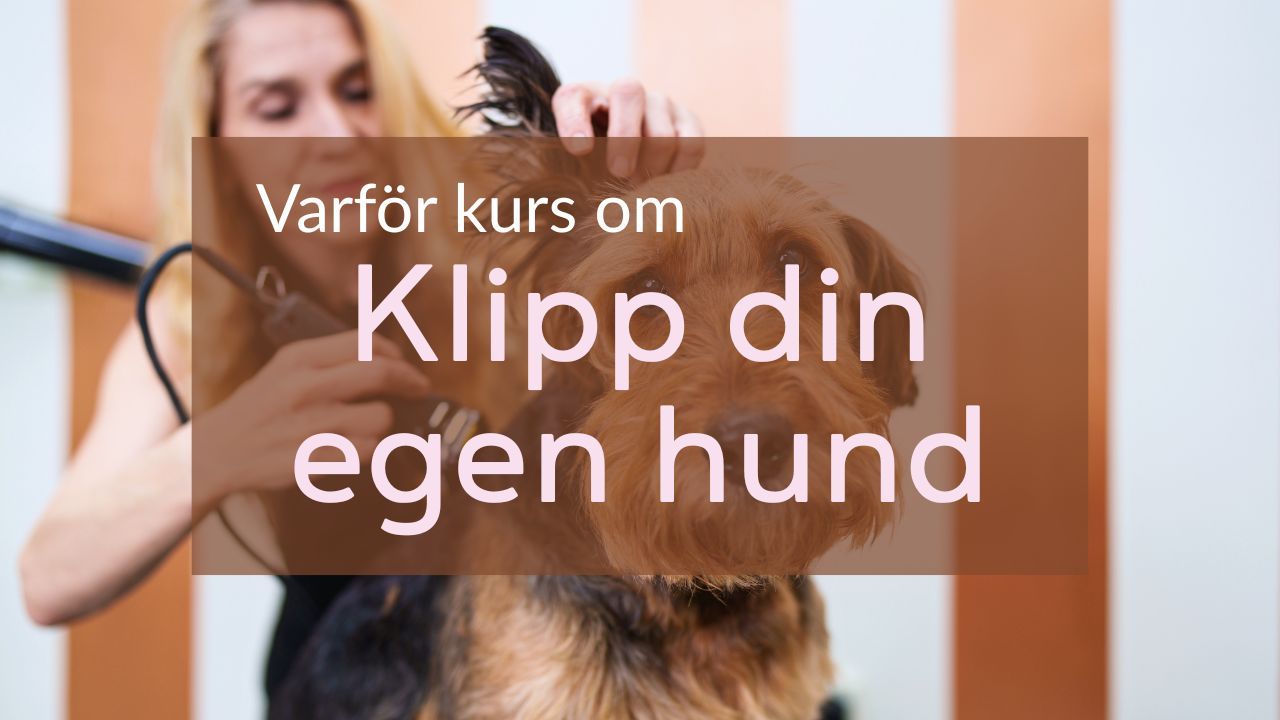 Hund som klipps lugnt och tryggt hemma med fokus på välmående