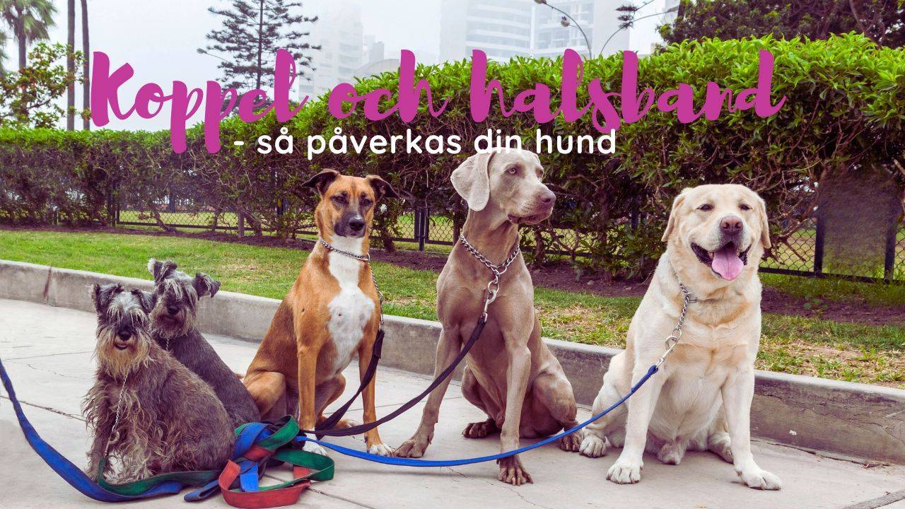 Koppel och halsband påverkar hundens promenad och relationen till husse och matte.