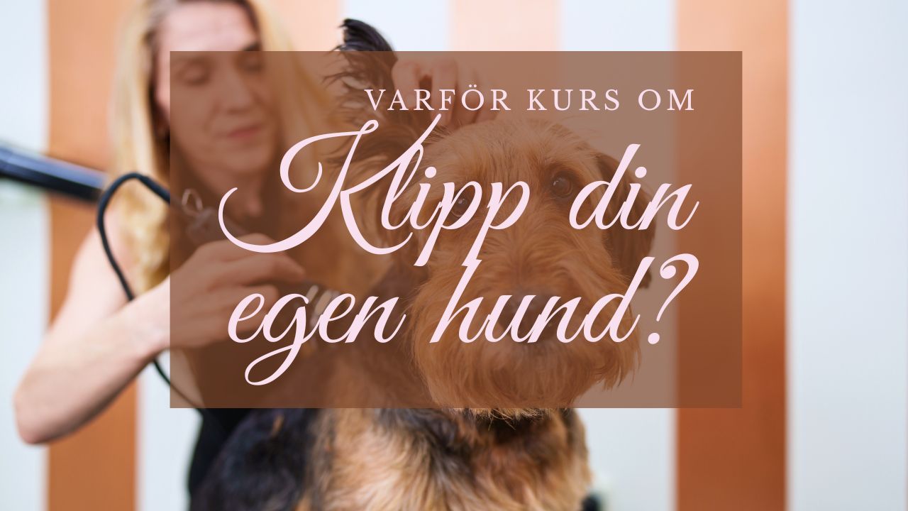 Hund som klipps lugnt och tryggt hemma med fokus på välmående
