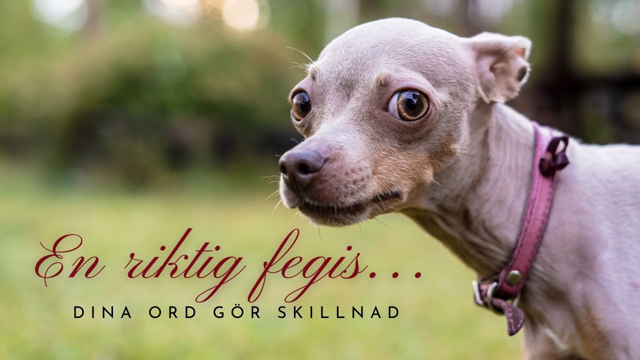 Kallar du din hund en fegis? 