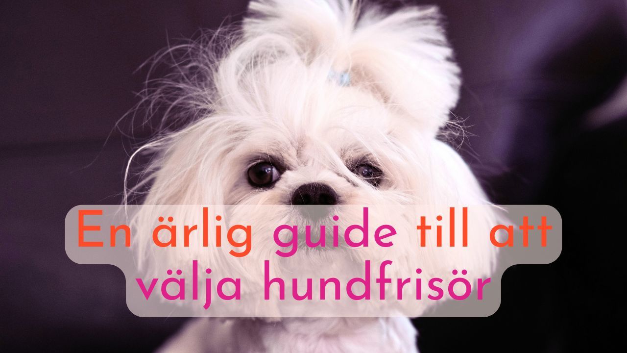 En guide för hundägare till att välja rätt hundfrisör.