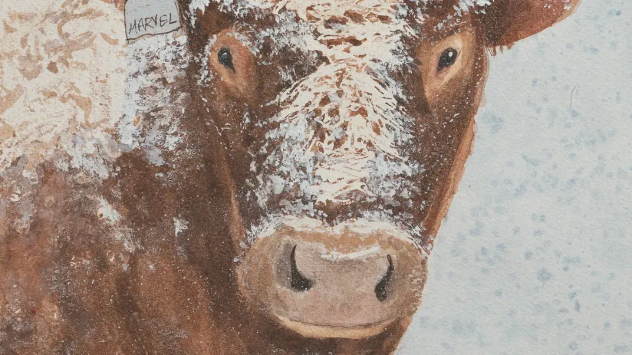Watercolor painting of Dexter bull, Marvel, covered in snow.