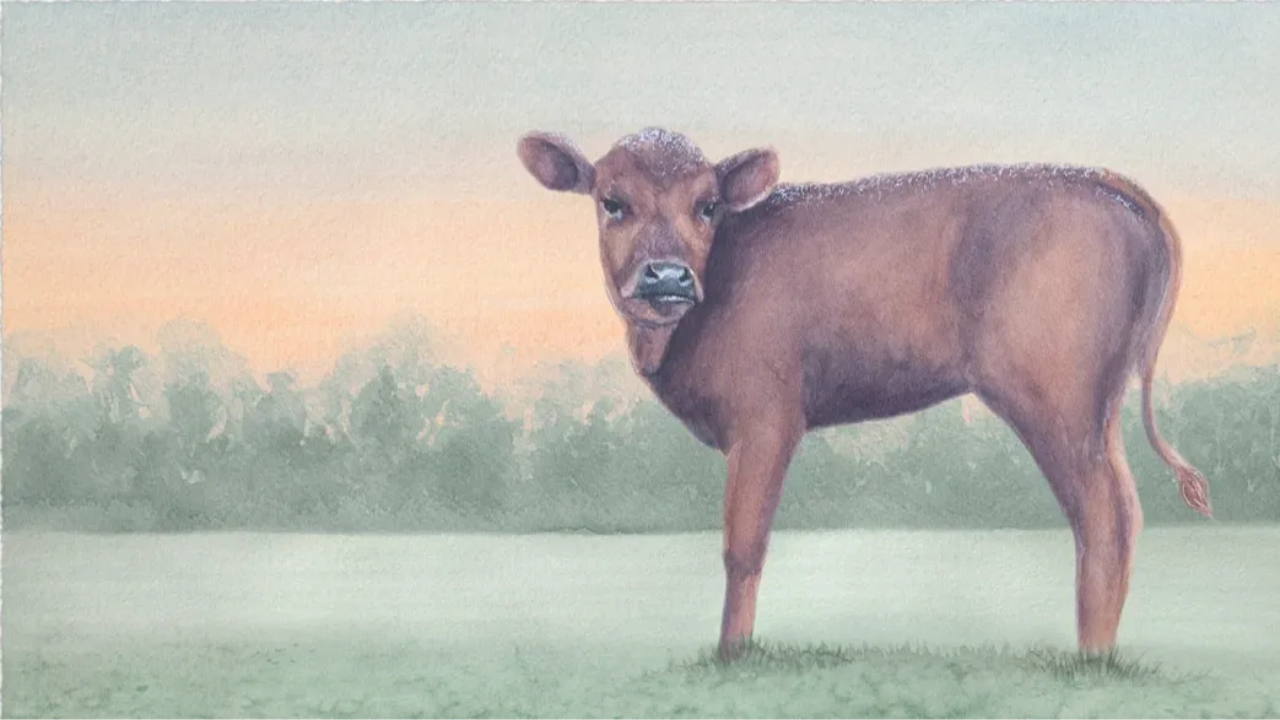 A young Dexter calf stands in a frosted meadow at sunrise, her coat dusted with sparkling frost and the soft light of dawn on the horizon.