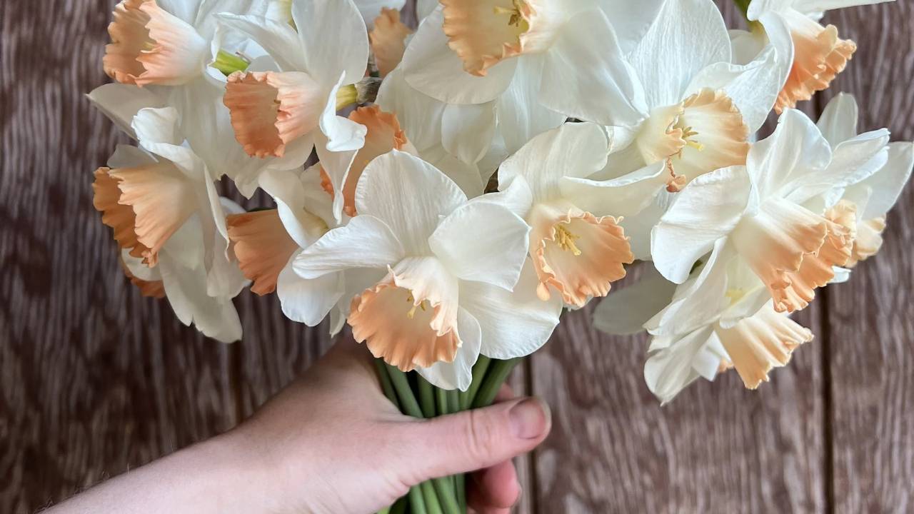 Daffodils