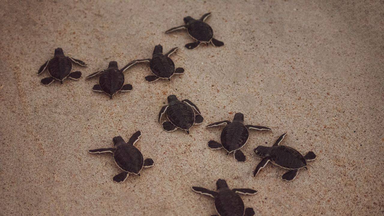 Life lessons from turtles