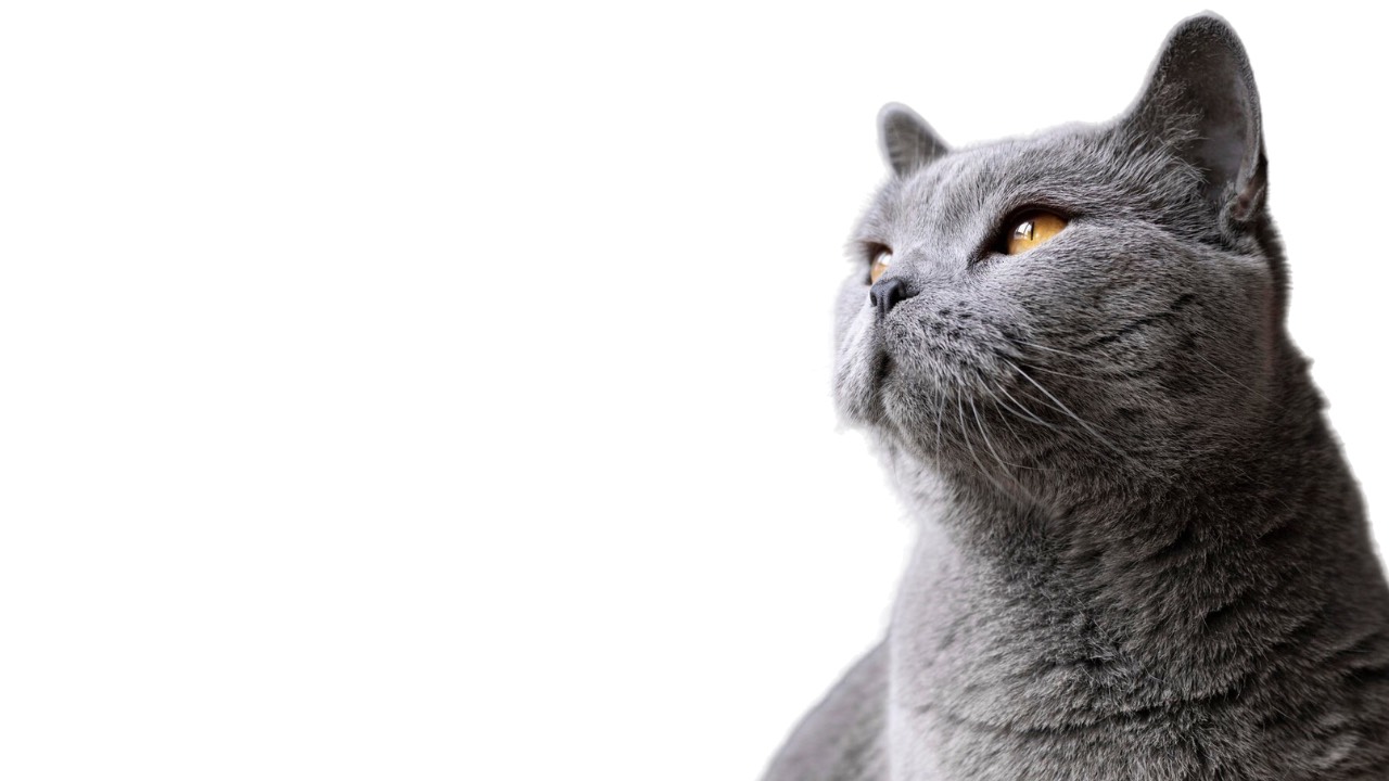 picture of cat to represent curiosity Didn’t Kill the Cat — It Might Just Scale Your Business