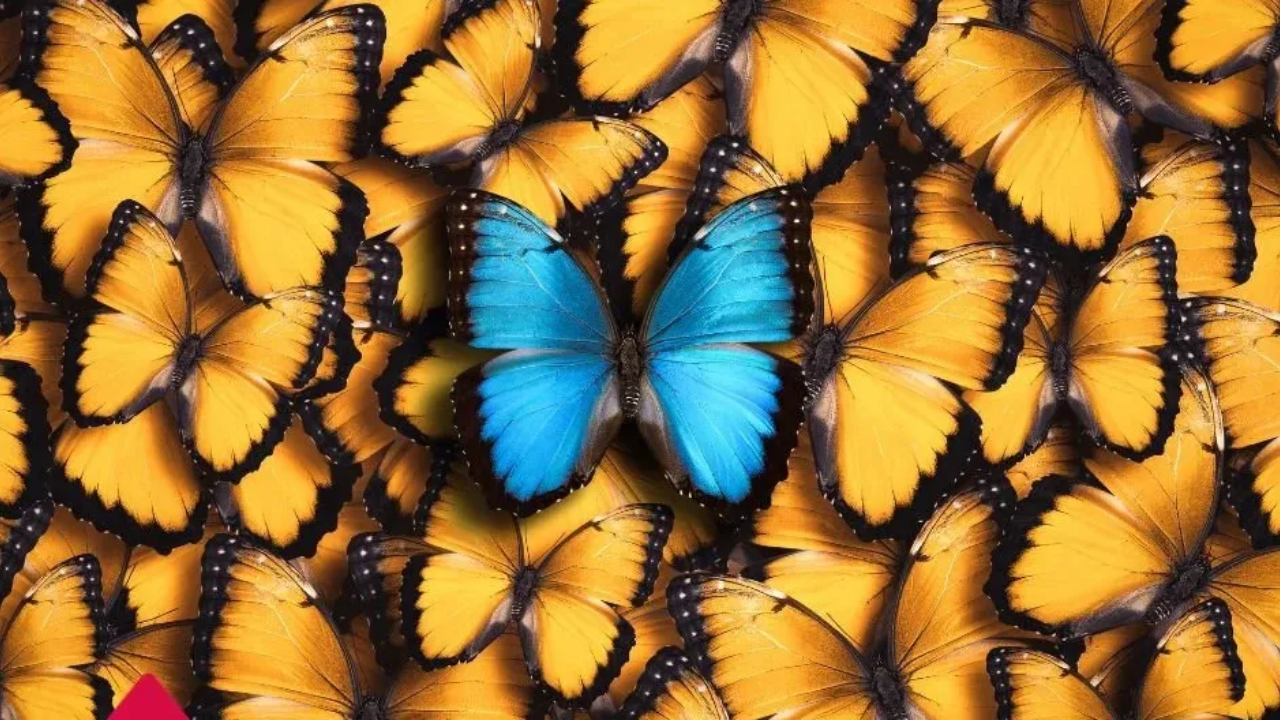 golden butterflies with a single blue butterfly on top.