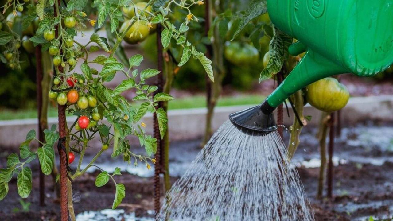 watering plants