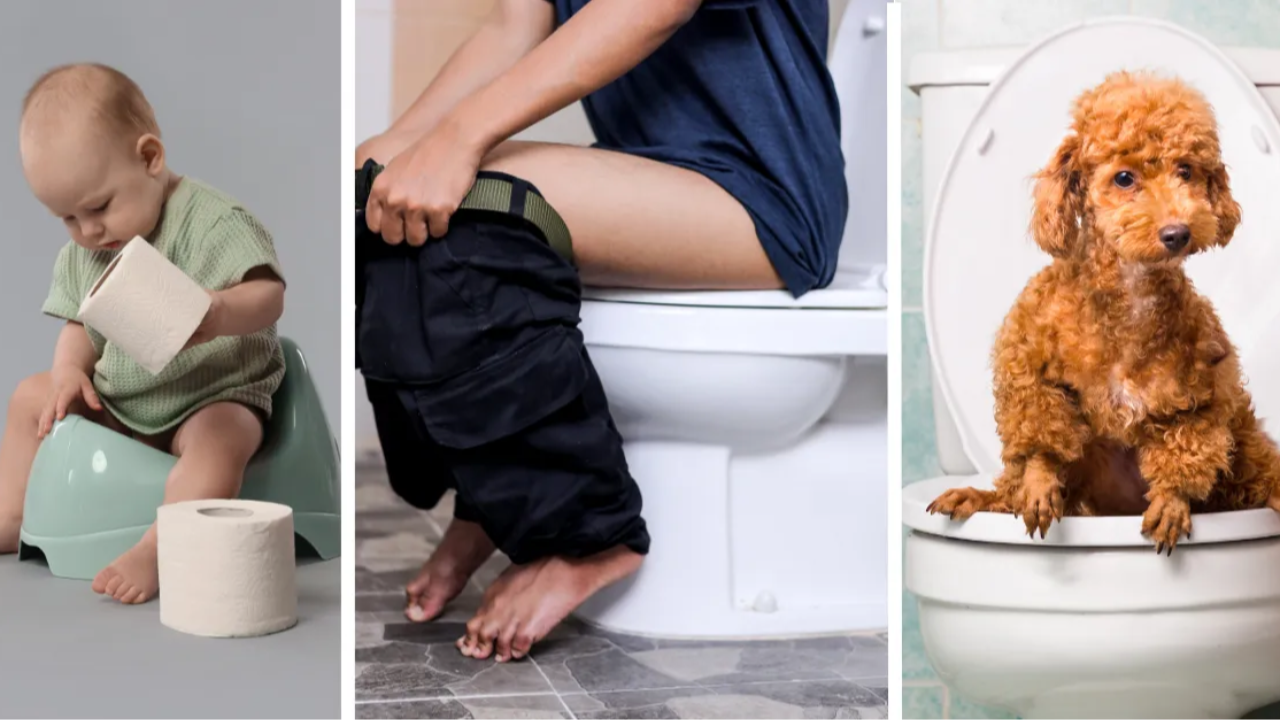 Colorectal Cancer Baby, Woman, Dog