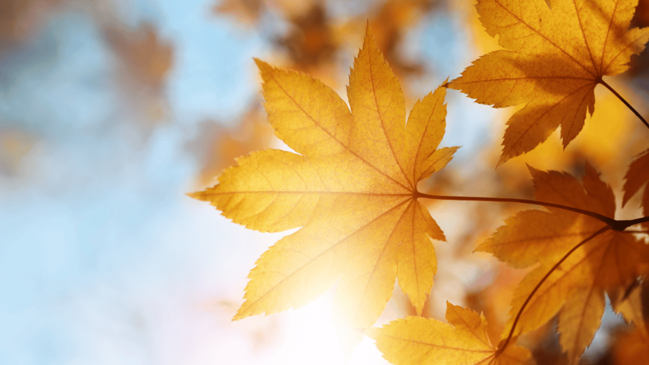 Embracing Fall: Rediscovering Joy in a Post-COVID World