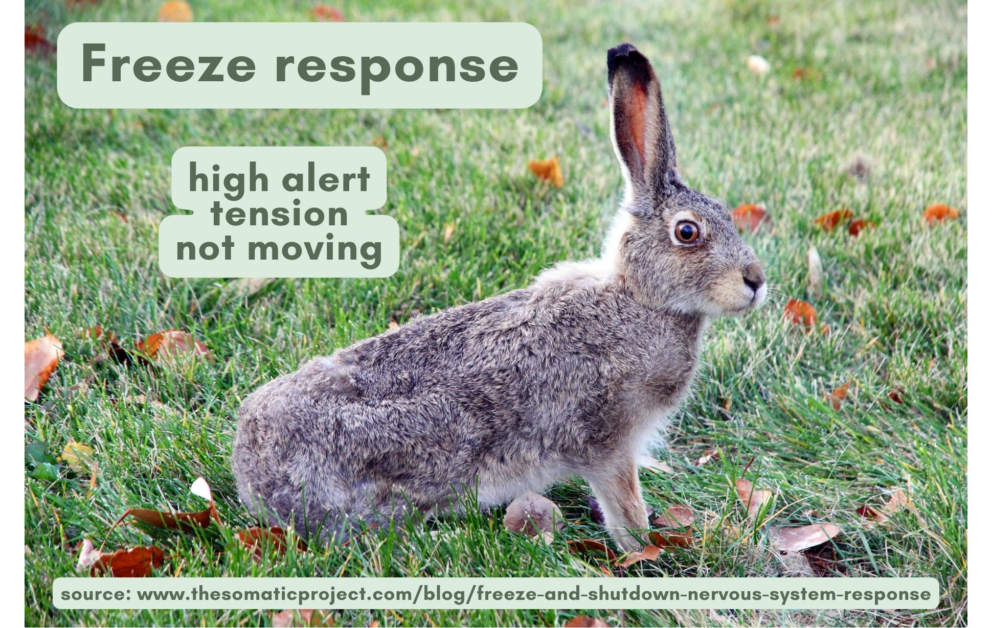 the freeze state nervous system response polyvagal theory