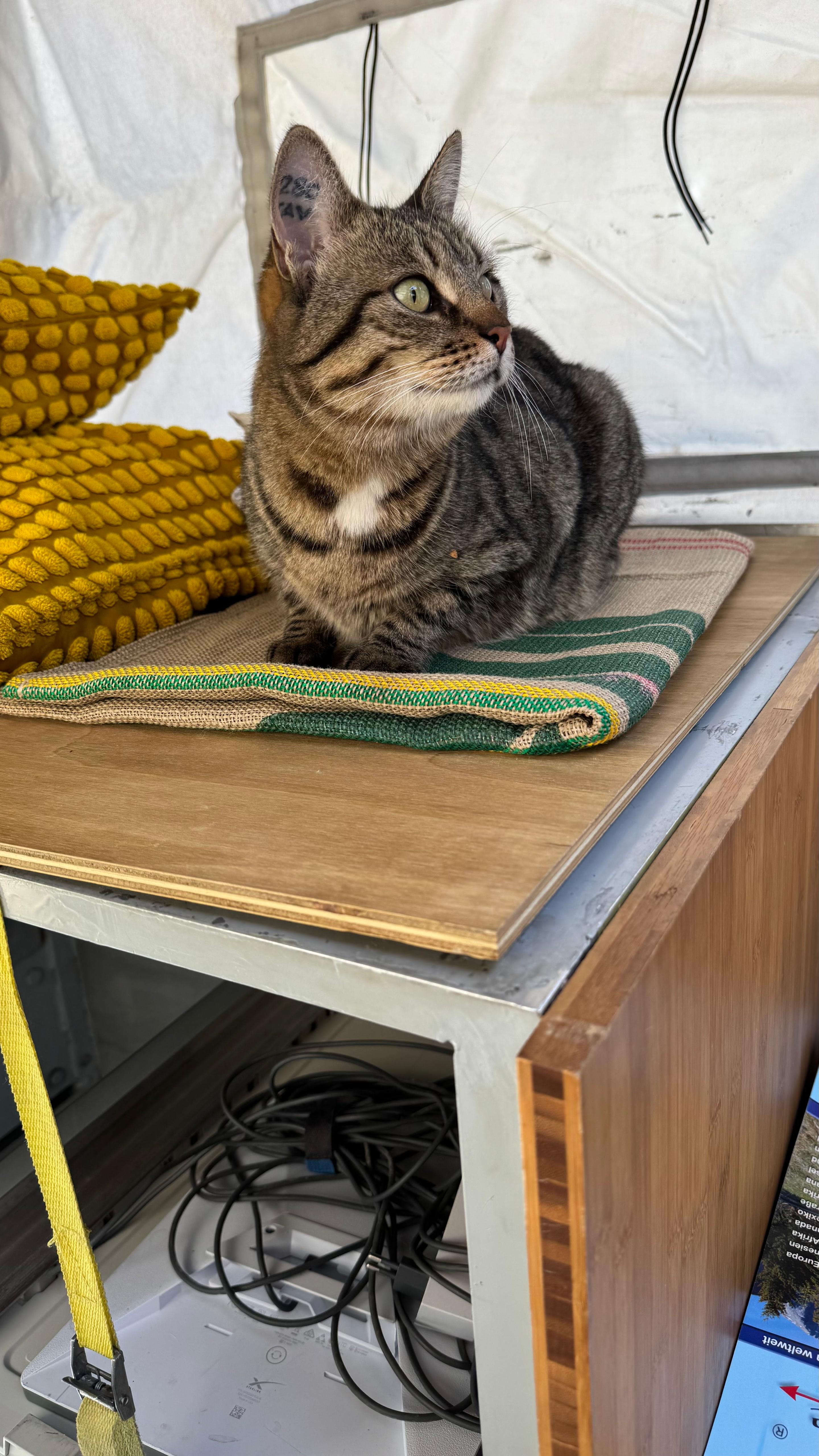 Katze im Bronco während eines Housesits in Frankreich