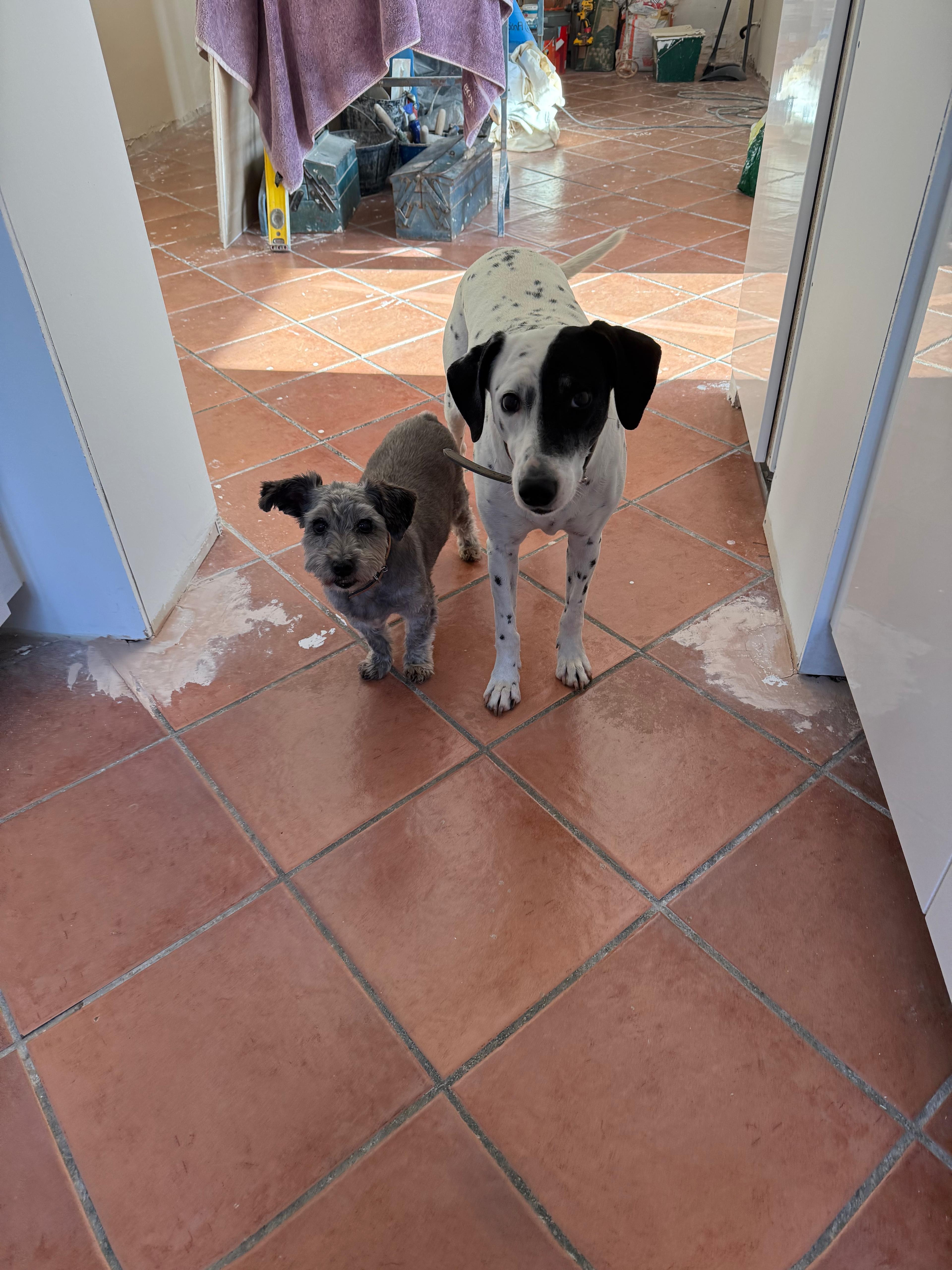 Pady und Cona beim Housesitting in Spanien