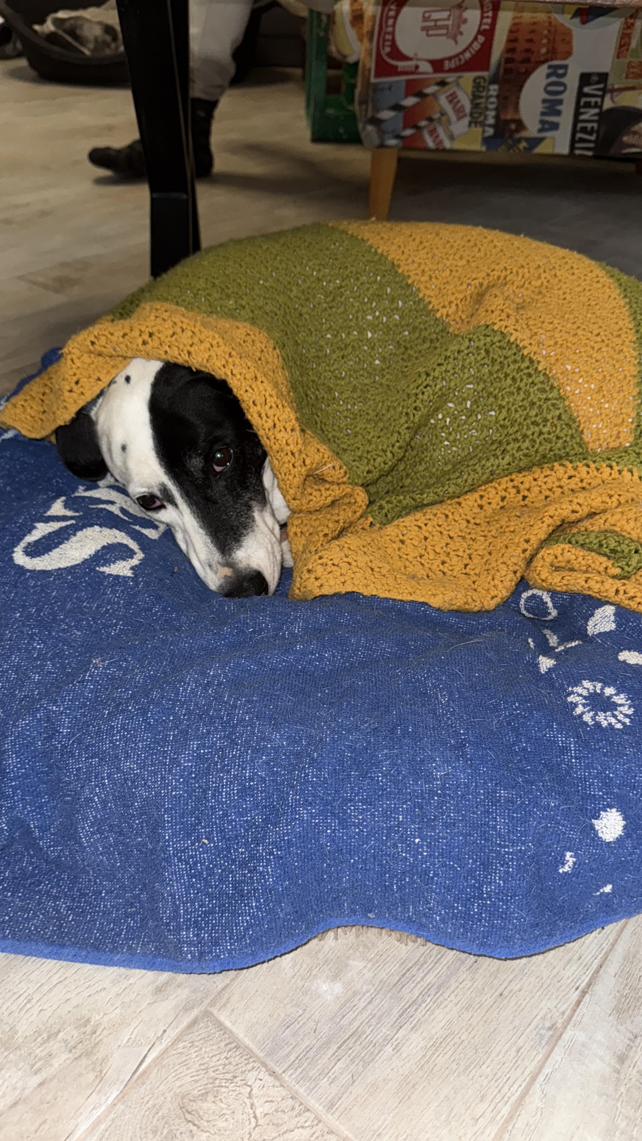 Hund Cona beim Housesitting in Spanien