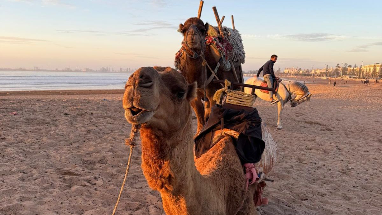 Dünenlandschaft und Meerblick in Essaouira – Kapitel 12 des MilesMeetsMoments Reisetagebuchs