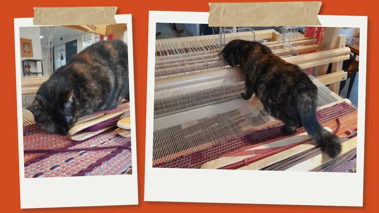 Myy-kissa keskeneräisen maton päällä kangaspuilla – Tekstiilihipin kutomon joulutunnelma kulissien takaa.