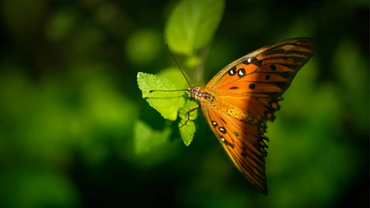 five sentences every overwhelmed leader needs.