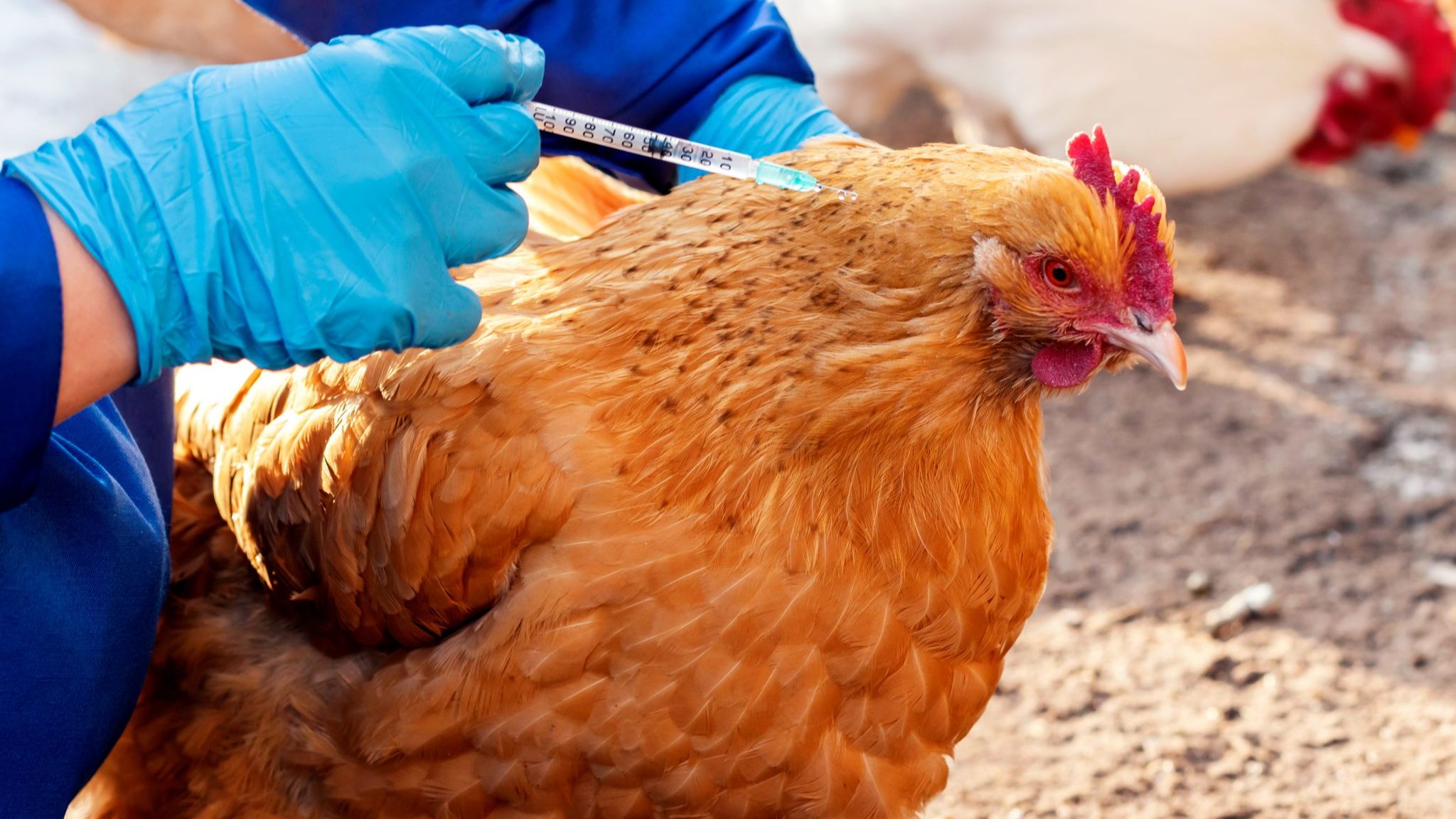 Should You Get the Flu Shot This Year?