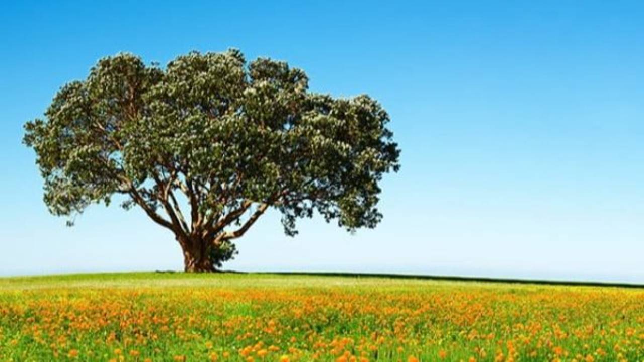 i-segreti-della-neuroplasticita-copertina