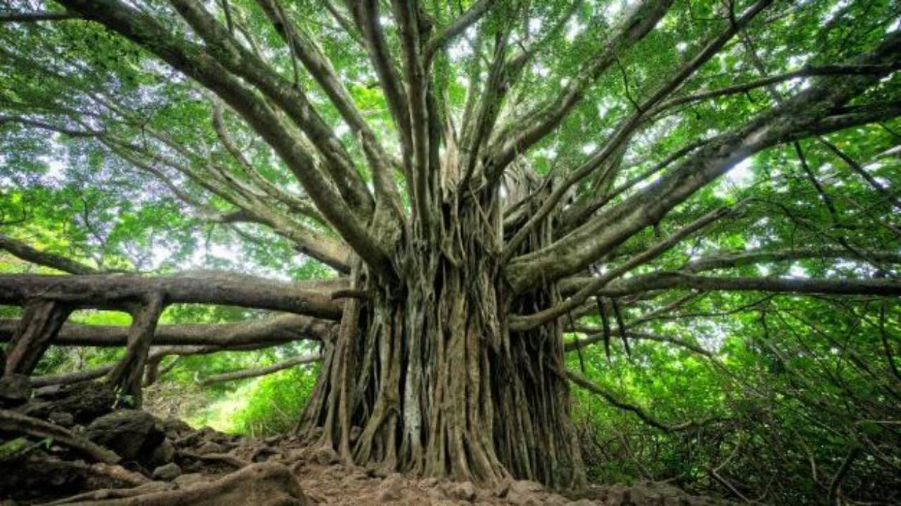 vecchio albero longevo 