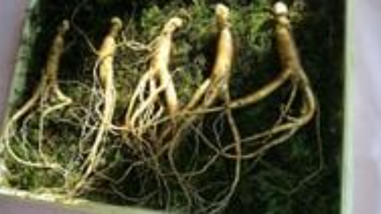 Proprietà e benefici del ginseng