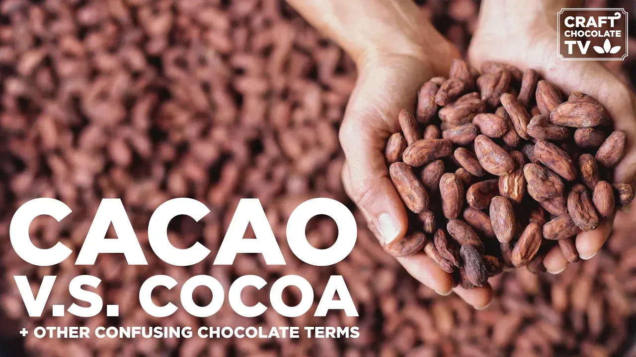 Image of hands holding cacao beans with text reading "Cacao v.s Cocoa + other confusing chocolate terms"