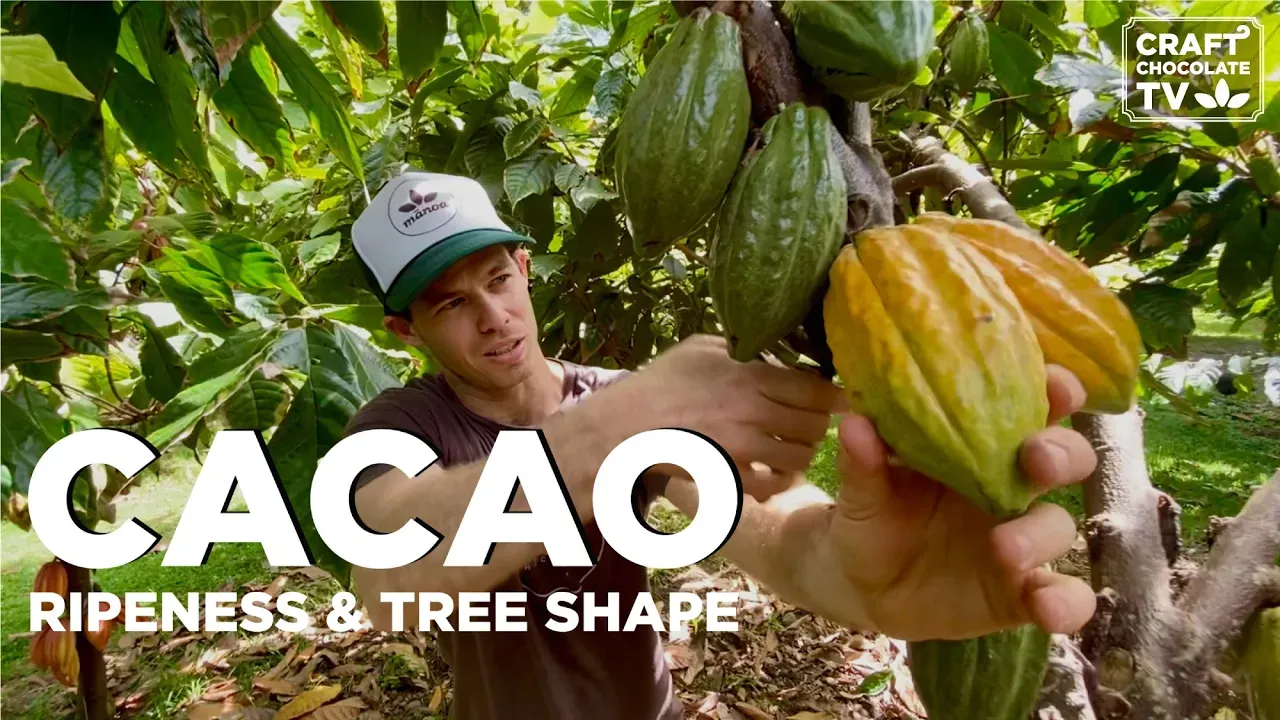 Image of a person cutting a cacao pod from a cacao tree with text reading "Cacao Ripeness & Tree Shape". 