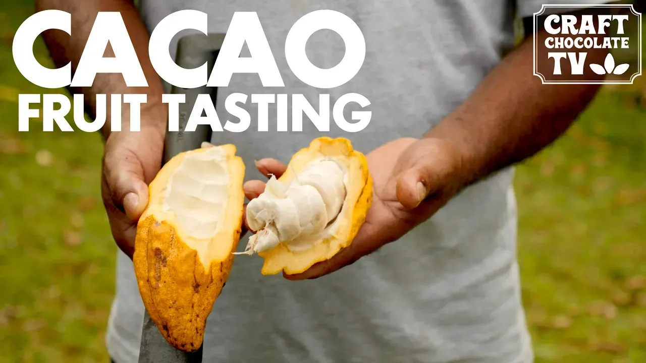 Image of a person holding a cacao pod with text reading "Cacao Fruit Tasting". 