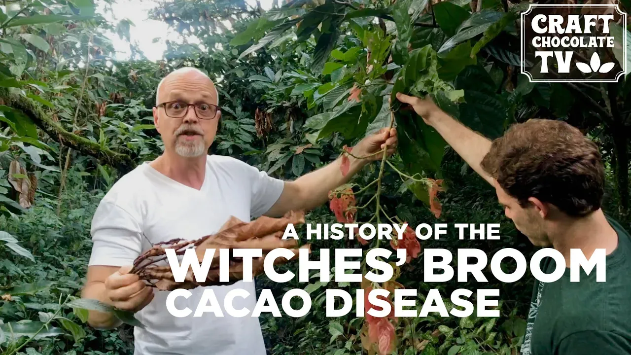 Image of two men holding a infected cacao branch with text reading "A History Of The Witches' Broom Cacao Disease". 