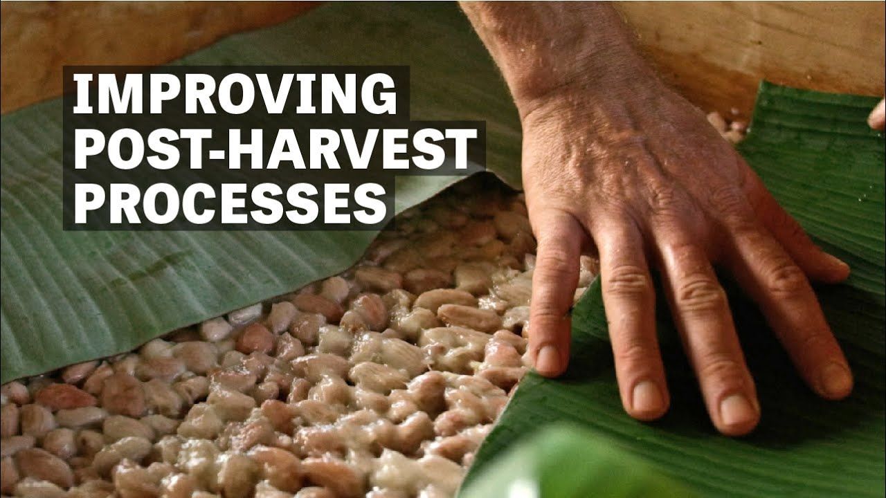 Image of hand pressing banana leaf onto cacao fermentation with text reading "Improving Post-Harvest Processes". 