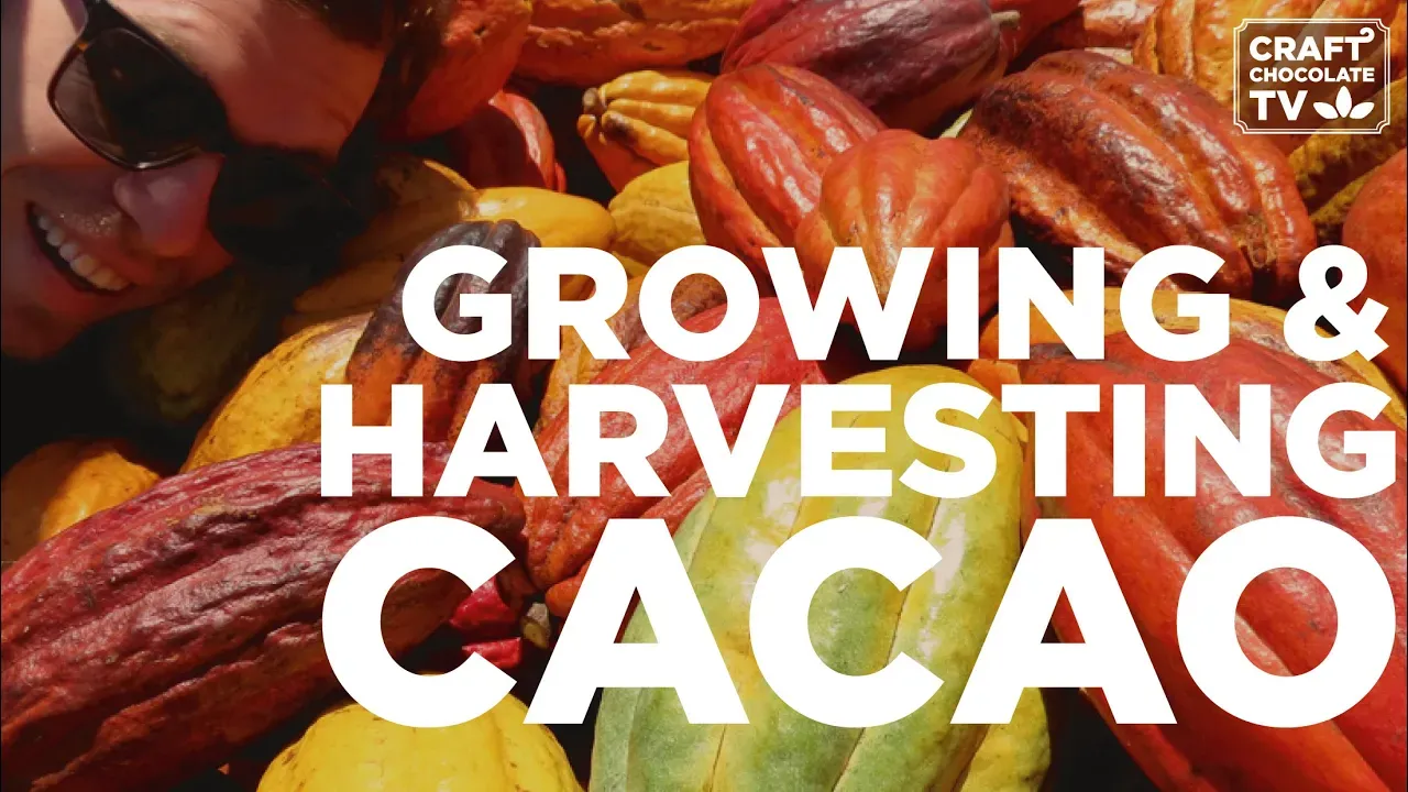 Image of colorful cacao pods with text reading "Growing & Harvesting Cacao"