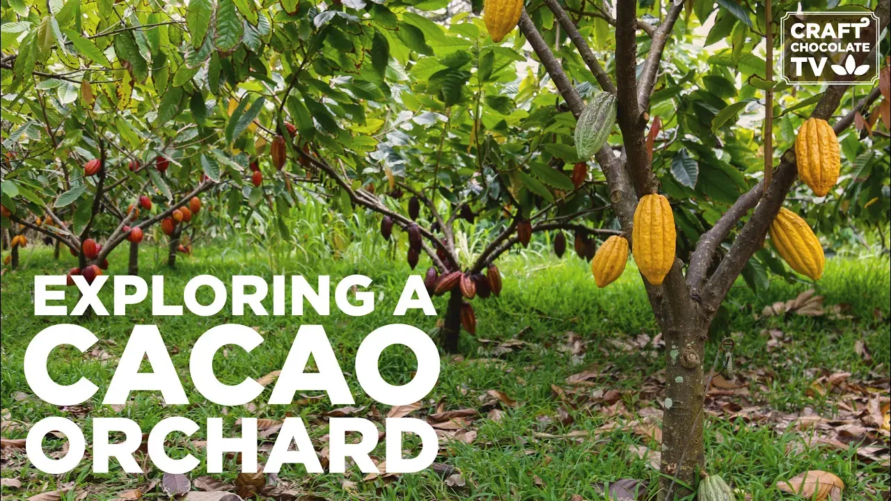 Image of a cacao tree with cacao pods with text reading "Exploring a Cacao Orchard""