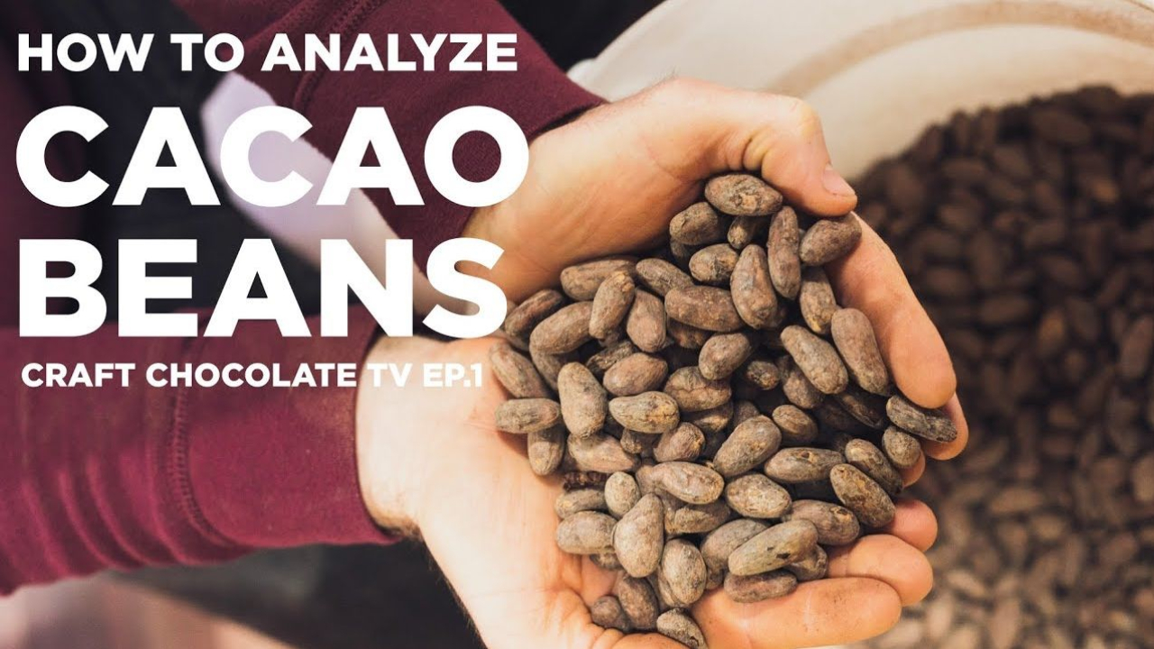 image of hands holding cacao beans with text reading "How to analyze cacao beans - craft chcoolate tv episode 1"