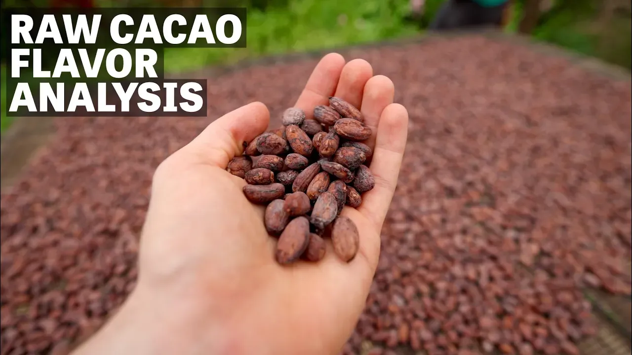 Image of a hand holding a cacao seed with text reading "Raw Cacao Flavor Analysis". 