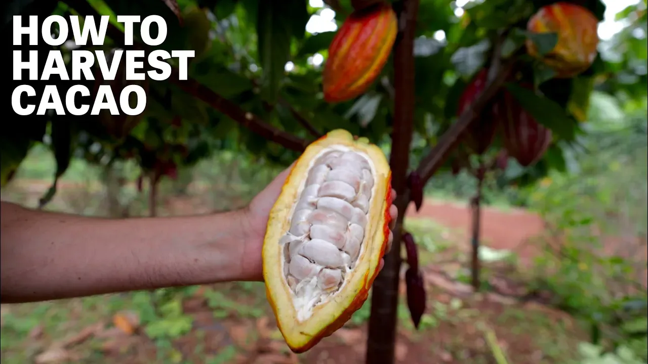 Image of a person holding a cacao pod with text reading "How To Harvest Cacao". 