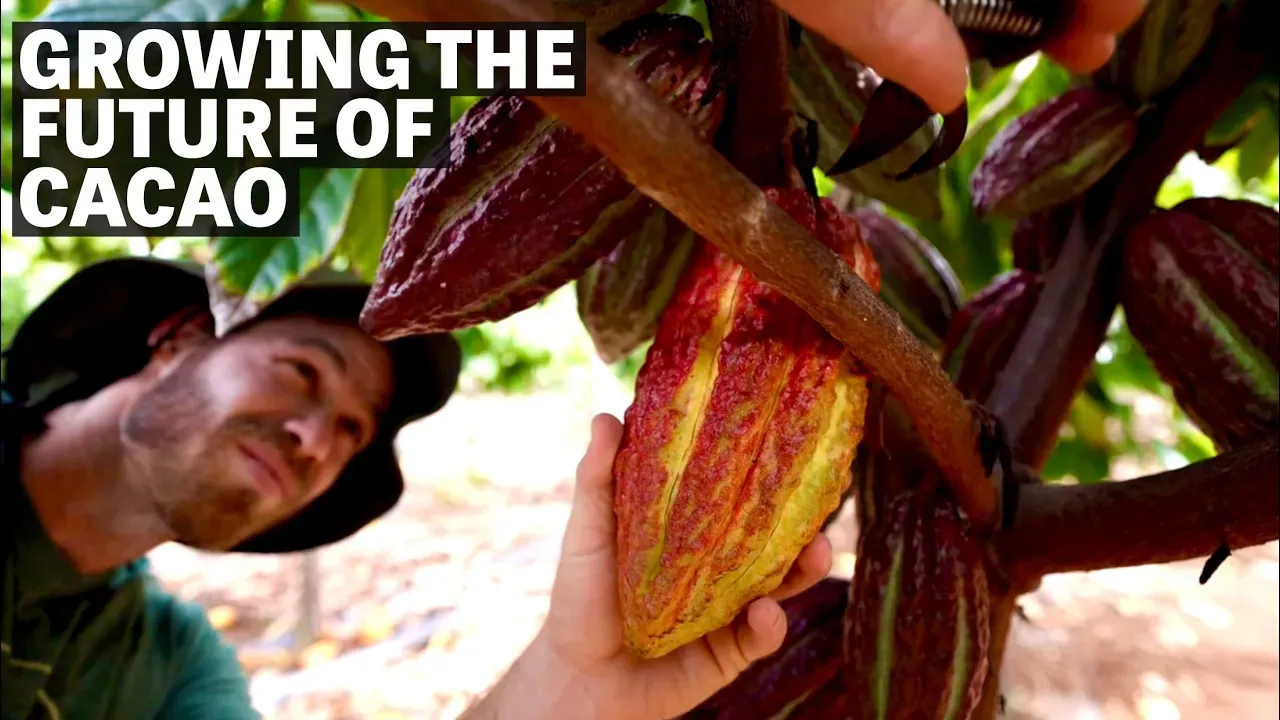 Image of a person holding a cacao pod with text reading "Growing The Future Of Cacao". 