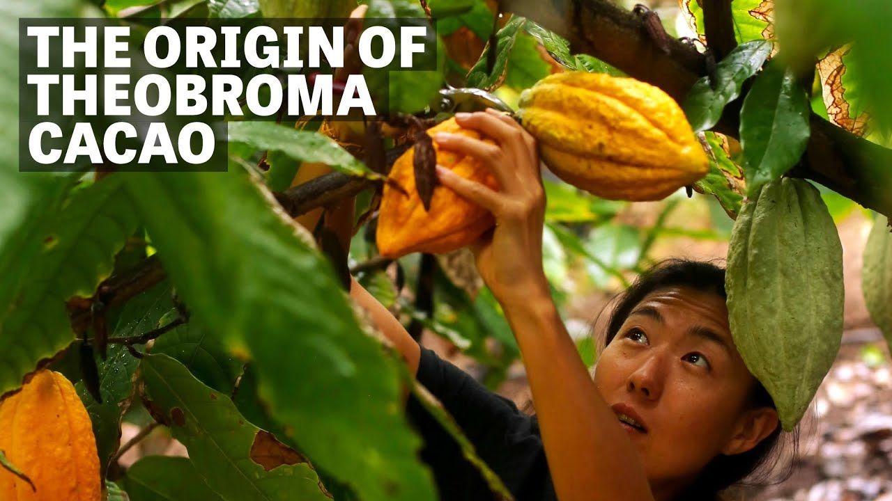 Image of a person holding a cacao pod with text reading "The Origin Of Theobroma Cacao". 