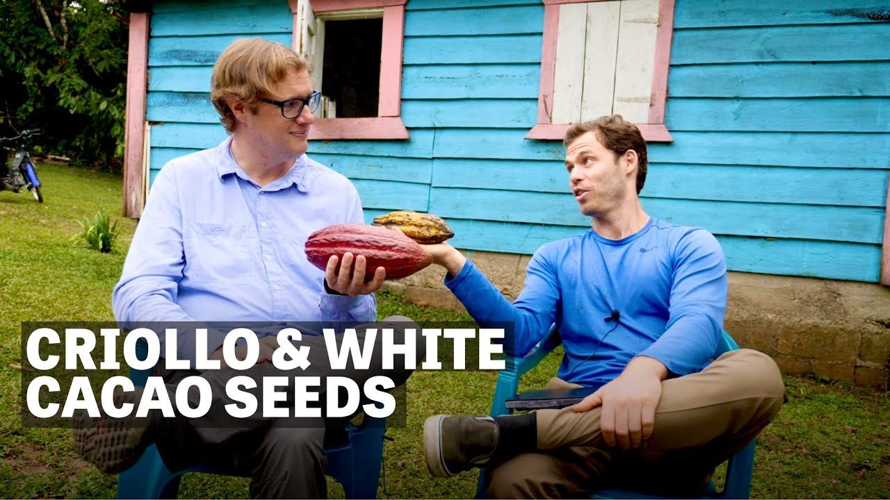 Image of two men holding cacao pods with text reading "Criollo & White Cacao Seeds".