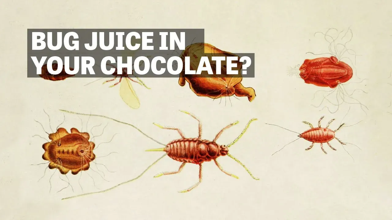 Image of insects with text reading "Bug Juice In Your Chocolate?". 