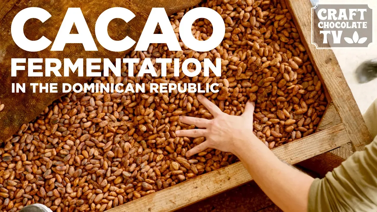 Image of a person touching fermented cacao seeds with text reading "Cacao Fermentation In The Dominican Republic". 