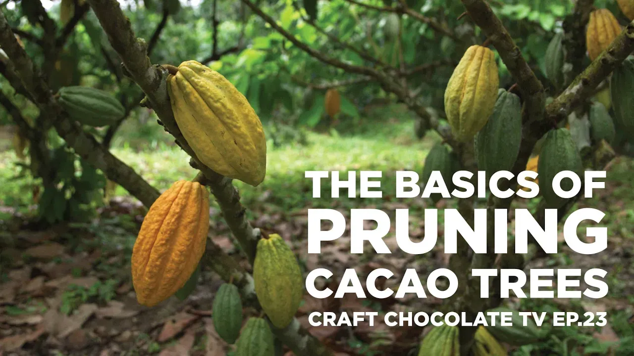 image of cacao tree full of yellow and green cacao pods with text reading "The Basics of Pruning Cacao Trees"