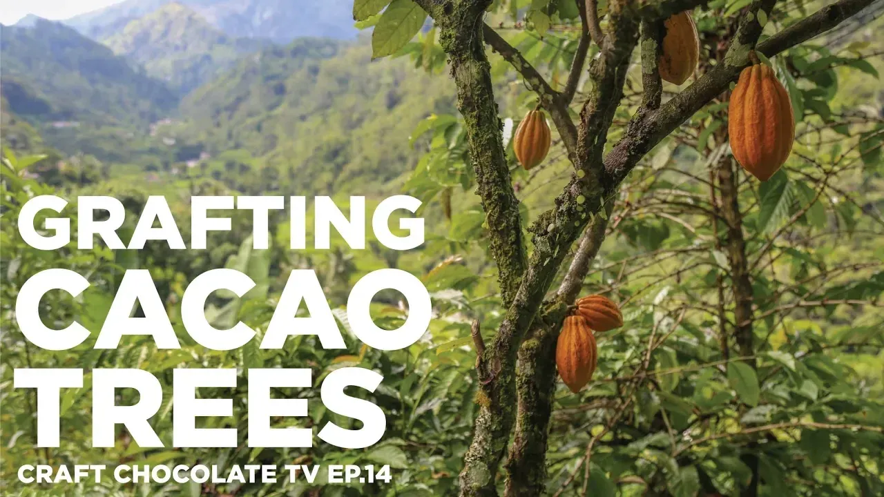 Image of cacao tree with texting reading "Grafting Cacao Trees"