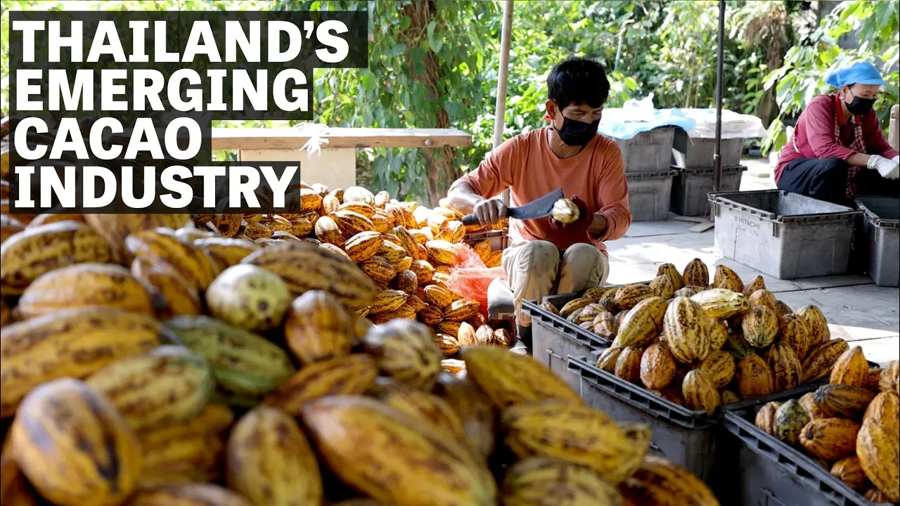 Image of a person cutting a cacao pod with text reading "Thailand's Emerging Cacao Industry". 