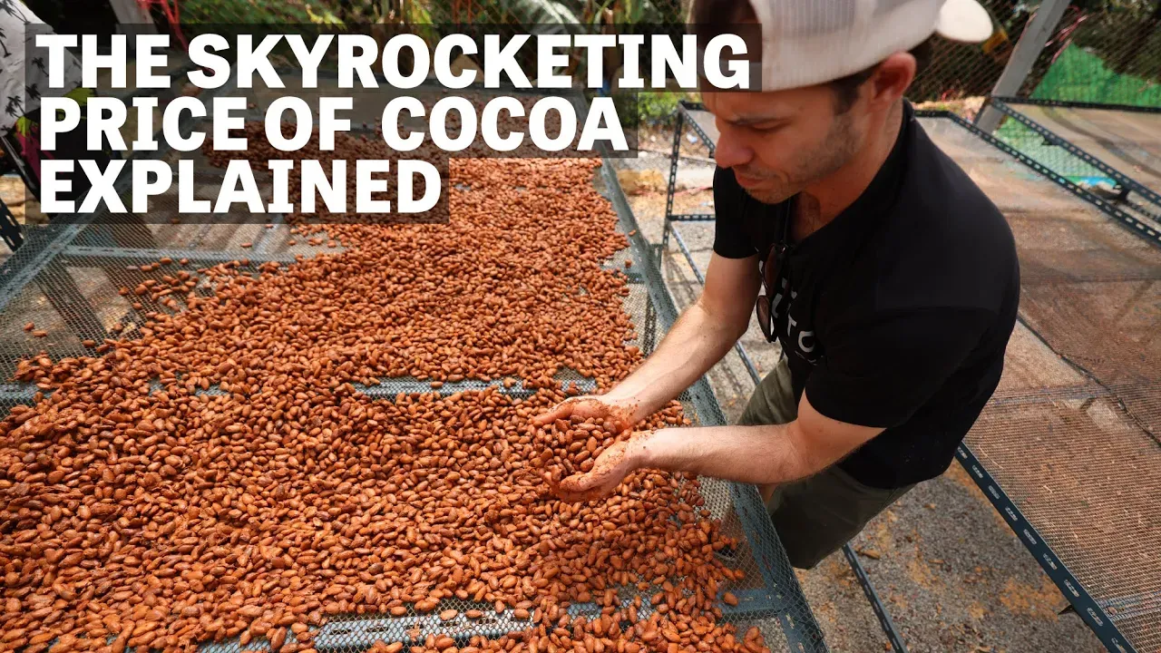 Image of a person holding cacao seeds with text reading "The Skyrocketing Price Of Cocoa Explained". 