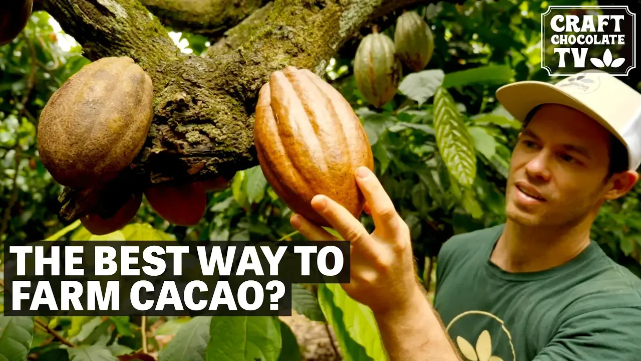 Image of a person holding a cacao pod with text reading " The Best Way To Farm Cacao?".